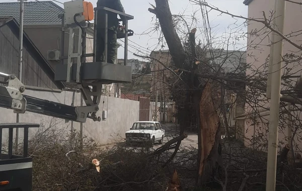 Güclü külək Bakıda 20 ağacı sındırıb - FOTO
