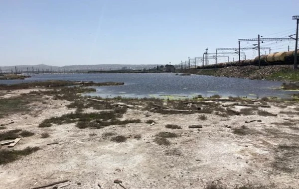 Aşağı Güzdəkdə təhlükə: “Göl zəhərli ilanlar, vəhşi heyvanlarla doludur” - FOTO