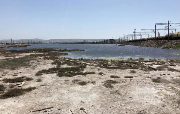 Aşağı Güzdəkdə təhlükə: “Göl zəhərli ilanlar, vəhşi heyvanlarla doludur” - FOTO