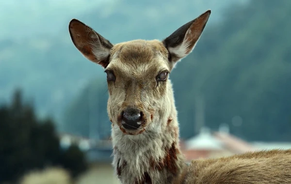 Dünyada İLK: İnsanlar "zombi maral xəstəliyi"nin qurbanı oldular