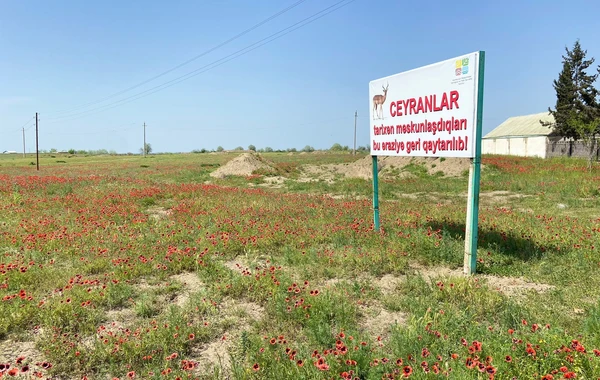 Laləli çəmənlik görmək istəyənlər, tələsin! - FOTO/VİDEO