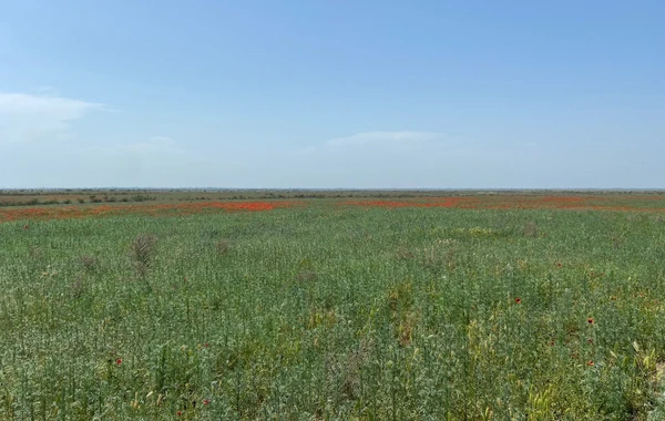 Laləli çəmənlik görmək istəyənlər, tələsin! - FOTO/VİDEO