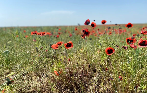 Laləli çəmənlik görmək istəyənlər, tələsin! - FOTO/VİDEO