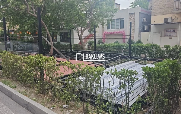 Bakıda "Tantuni" sahibi tut ağacını kəsib yerində obyekt tikmək istədi - YENİLƏNİB - FOTO