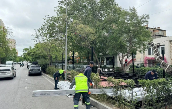 Bakıda "Tantuni" sahibi tut ağacını kəsib yerində obyekt tikmək istədi - YENİLƏNİB - FOTO