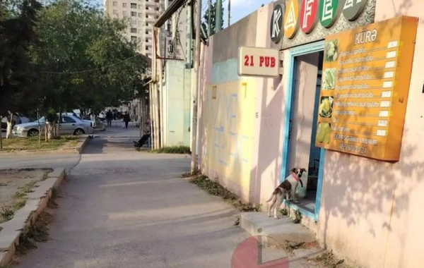 Проблема уличных собак в Хырдалане: дети и взрослые живут в страхе - ФОТО