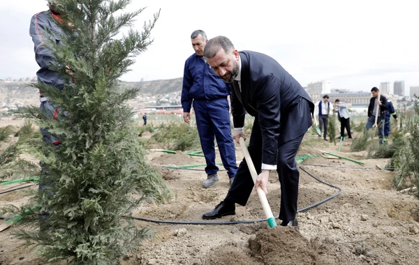 SOCAR-ın təşkilatçılığı ilə ağacəkmə aksiyası keçirilib - FOTO