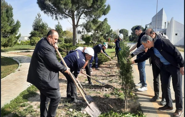 SOCAR-ın təşkilatçılığı ilə ağacəkmə aksiyası keçirilib - FOTO