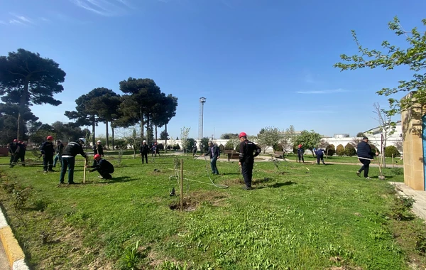 SOCAR-ın təşkilatçılığı ilə ağacəkmə aksiyası keçirilib - FOTO