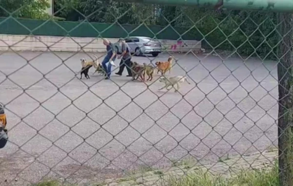 10 it küçə ortasında yaşlı adama hücum etdi - FOTO/VİDEO