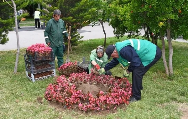В Баку проведен очередной общегородской субботник - ФОТО