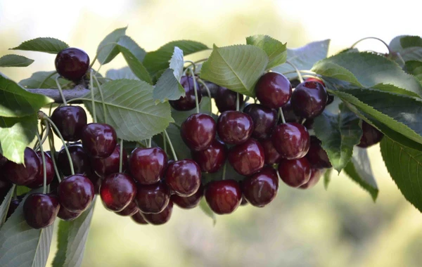 Удар стихии по черешневым садам: будет ли дефицит в Азербайджане - ВИДЕО