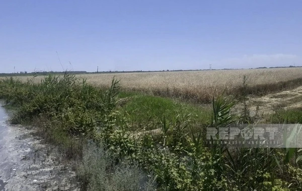 Yevlaxda Qarabağ kanalının bəndi dağılıb, sahələri su basıb - FOTO