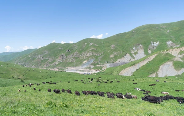 Qırğızıstandan işğaldan azad edilmiş yaylaqlara daha 116 baş yak gətirilib - FOTO