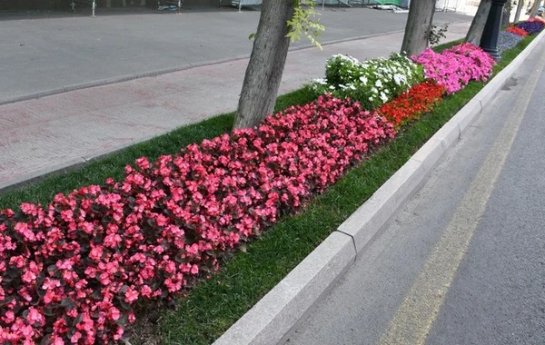 Bakıda yeni parklar salınır