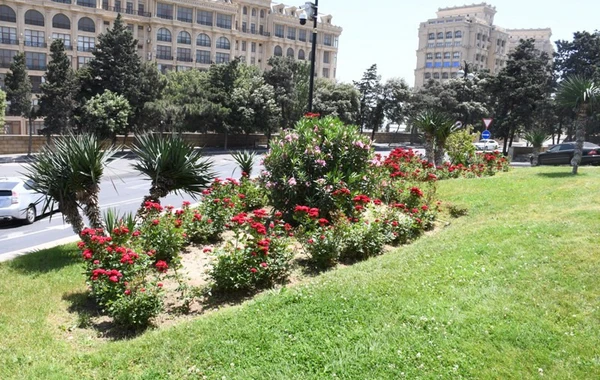 Bakıda yeni parklar salınır