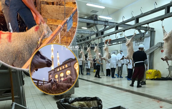 Qurbanlıq heyvanı qadın kəsə bilər? - Bayramla bağlı VACİB MƏQAMLAR - AÇIQLAMA