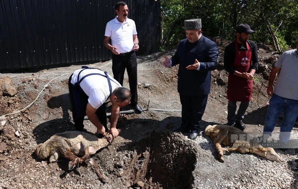 32 ildən sonra ilk dəfə Şuşaya köçürülmüş sakinlər üçün qurbanlar kəsilib - FOTO