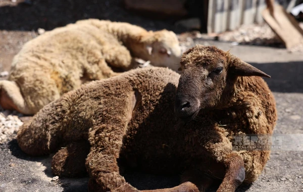 32 ildən sonra ilk dəfə Şuşaya köçürülmüş sakinlər üçün qurbanlar kəsilib - FOTO