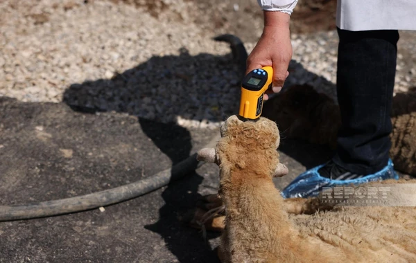 32 ildən sonra ilk dəfə Şuşaya köçürülmüş sakinlər üçün qurbanlar kəsilib - FOTO