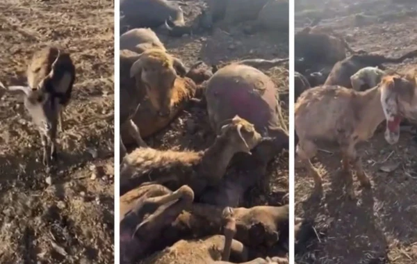 Türkiyədəki meşə yanğınından ürək dağlayan görüntülər - FOTO