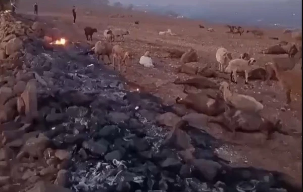Türkiyədəki meşə yanğınından ürək dağlayan görüntülər - FOTO