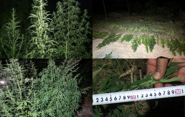 Polisdən əməliyyat - Qardaşlar saxlanıldı - FOTO