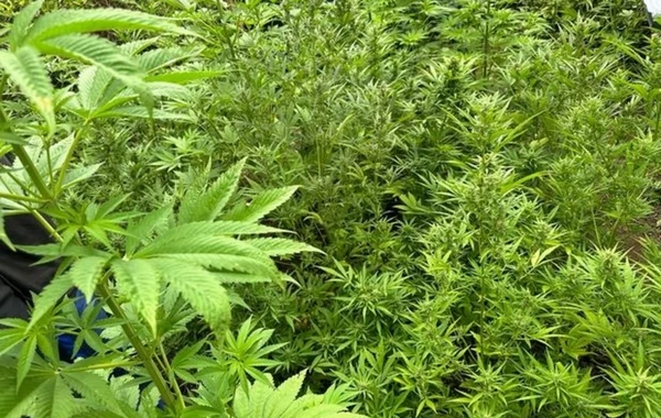 Şəmkirdə yabanı halda bitən 25 tona yaxın çətənə bitkisi məhv edilib - FOTO