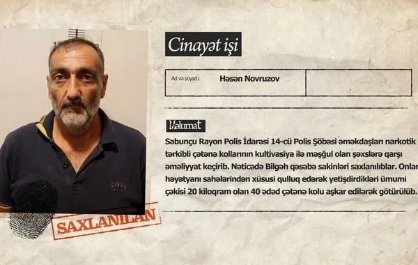 Polisdən əməliyyat: Bilgəhdə çətənə kolları yetişdirən şəxslər ələ keçdilər - FOTO/VİDEO