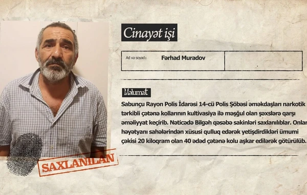 Polisdən əməliyyat: Bilgəhdə çətənə kolları yetişdirən şəxslər ələ keçdilər - FOTO/VİDEO