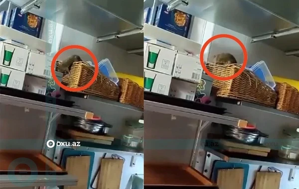 Приостановлена деятельность бакинского заведения, на кухне которого бегала крыса - ВИДЕО