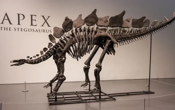 Dünyanın ən bahalı dinozavr fosili 44,6 milyona satıldı - FOTO