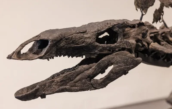 Dünyanın ən bahalı dinozavr fosili 44,6 milyona satıldı - FOTO