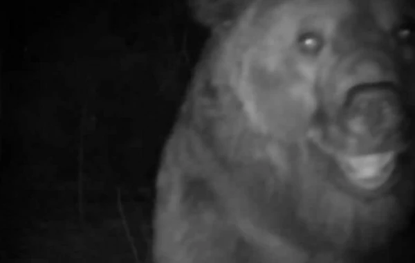 Göygöldə DƏHŞƏT - Ayı kəndə hücum edib - FOTO