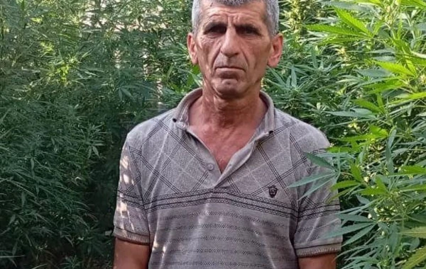 Siyəzəndə 41 ədəd çətənə kolu aşkarlanıb - FOTO