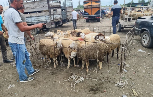 Qiymət çox ucuz olsa da alıcıdan çox satıcı var - Heyvan bazarından REPORTAJ