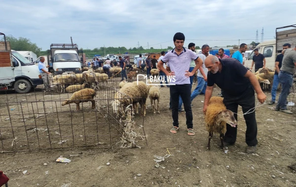 Qiymət çox ucuz olsa da alıcıdan çox satıcı var - Heyvan bazarından REPORTAJ