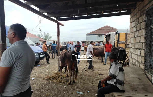 Qiymət çox ucuz olsa da alıcıdan çox satıcı var - Heyvan bazarından REPORTAJ