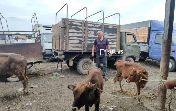 Qiymət çox ucuz olsa da alıcıdan çox satıcı var - Heyvan bazarından REPORTAJ