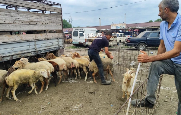 Qiymət çox ucuz olsa da alıcıdan çox satıcı var - Heyvan bazarından REPORTAJ