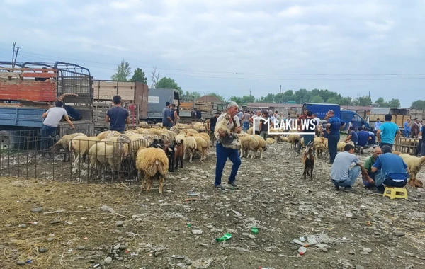 Qiymət çox ucuz olsa da alıcıdan çox satıcı var - Heyvan bazarından REPORTAJ