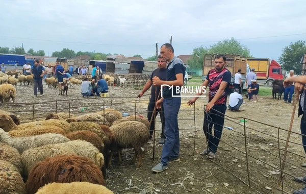 Qiymət çox ucuz olsa da alıcıdan çox satıcı var - Heyvan bazarından REPORTAJ