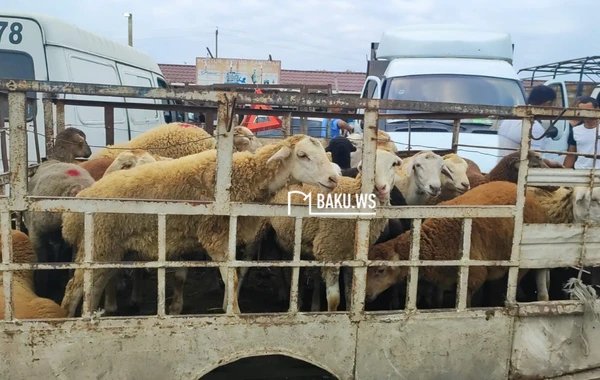 Qiymət çox ucuz olsa da alıcıdan çox satıcı var - Heyvan bazarından REPORTAJ