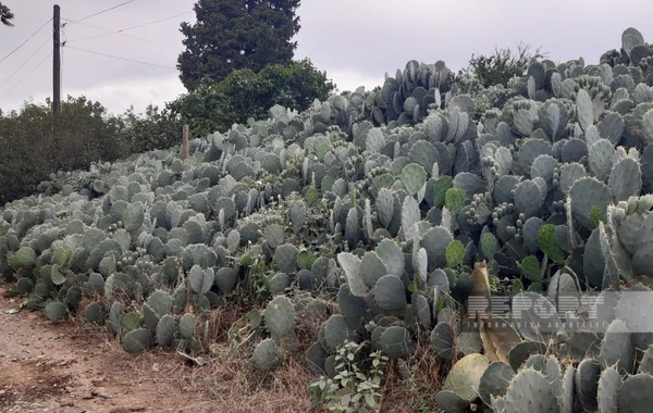 Cəlilabadın kaktuslu kəndindən FOTOREPORTAJ