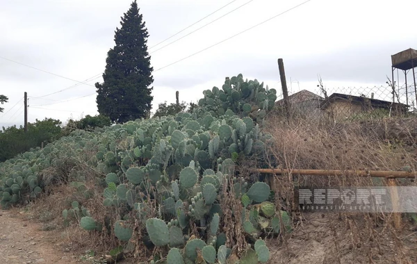 Cəlilabadın kaktuslu kəndindən FOTOREPORTAJ