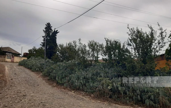 Cəlilabadın kaktuslu kəndindən FOTOREPORTAJ