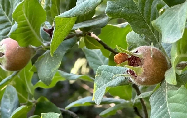 Bu meyvə xərçəng hüceyrələrinin böyüməsinin qarşısını alır - FOTO