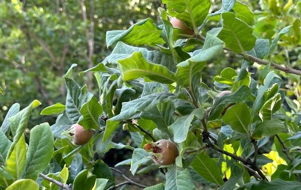 Bu meyvə xərçəng hüceyrələrinin böyüməsinin qarşısını alır - FOTO
