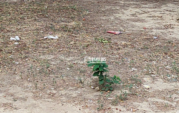 Bakıda şəhidlərin adını daşıyan park niyə zibilliyə çevrilib? – RƏSMİ AÇIQLAMA/FOTO