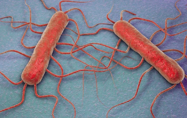Listeria bakteriyasına yoluxan 9 nəfər zəhərlənərək ölüb
